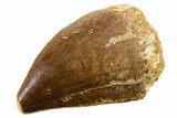 Fossil Mosasaur (Thalassotitan) Tooth - Morocco #341487-1